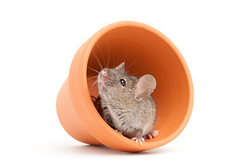 Image showing mouse and pot isolated on white