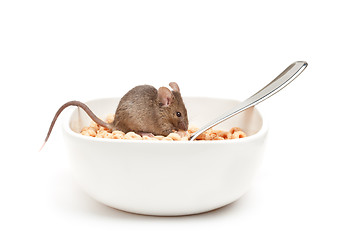 Image showing mouse in cereal bowl isolated