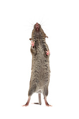 Image showing mouse from below isolated