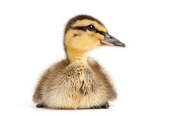 Image showing duck isolated on white