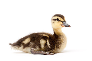 Image showing ducking isolated on white - mallard