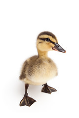 Image showing duckling standing isolated on white