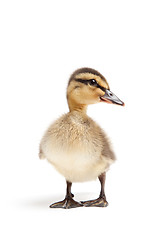 Image showing duckling isolated on white