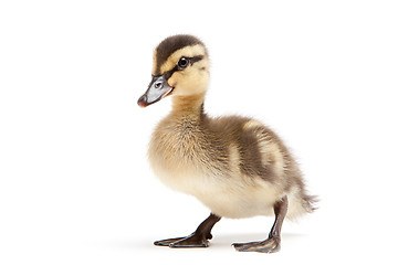 Image showing baby duck isolated on white