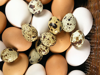 Image showing eggs