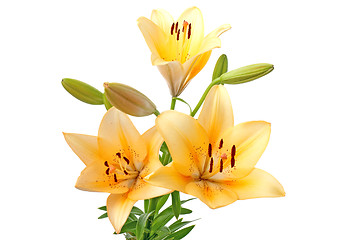 Image showing Yellow lilies