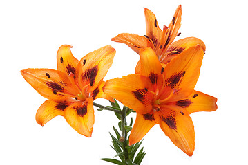 Image showing Orange lilies