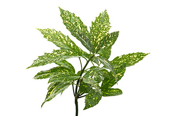 Image showing Branch of green leafs