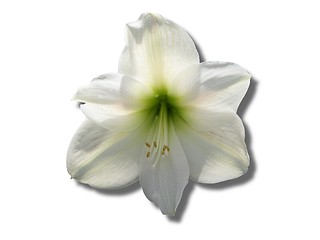 Image showing white lily