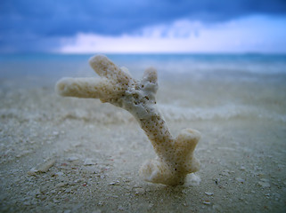 Image showing piece of coral on the beach beside ocean
