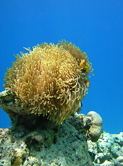 Image showing anemone and clown fishes against blue water background