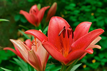 Image showing Pink lily