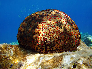 Image showing Starfish lying on the seabed against blue water background