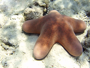 Image showing Starfish lying on sandy seabed