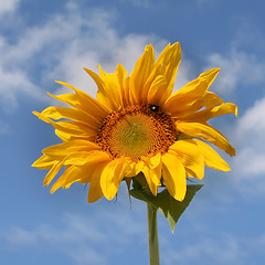 Image showing sunflower