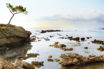 Image showing tree and sea