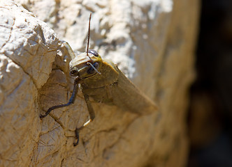 Image showing Brown locust