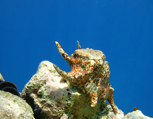 Image showing spider seashell undewater against blue water background