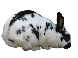 Image showing rabbit