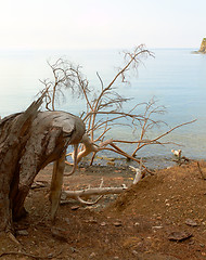 Image showing Broken tree at sea coast