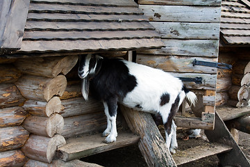 Image showing Goat