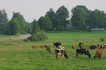 Image showing Cows herd.