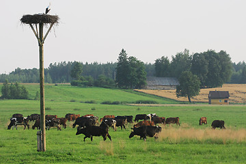Image showing Cows herd