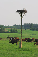 Image showing Cows herd