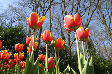 Image showing red tulips
