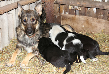 Image showing dog and newborn puppies