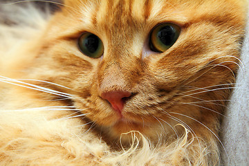 Image showing bobtail red cat portrait