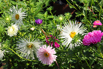 Image showing aster flowers