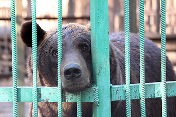 Image showing bear closed in zoo cage