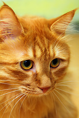 Image showing bobtail red cat portrait