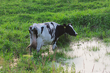 Image showing Straggled cow