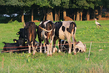 Image showing Cows