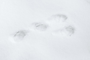 Image showing Hare track