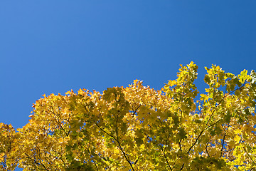Image showing Golden maple