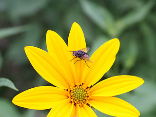 Image showing Yellow flower