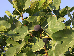 Image showing Fig Tree