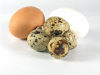 Image showing eggs