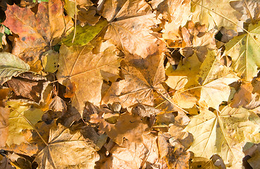 Image showing Autumn leaves background