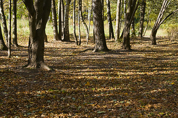 Image showing Autumn park