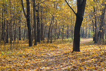 Image showing Autumn park