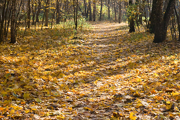 Image showing Autumn park