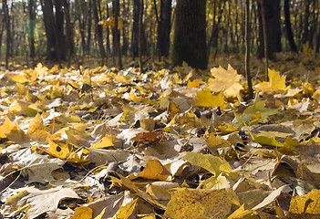 Image showing Autumn park