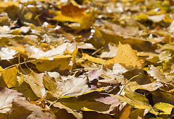 Image showing Autumn leaves