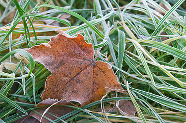 Image showing Frozen leaf