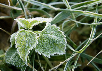 Image showing Frozen leaves