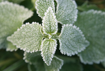 Image showing Frozen leaves